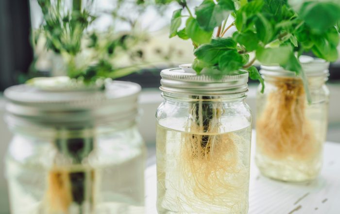 Hydroponic plant in jars