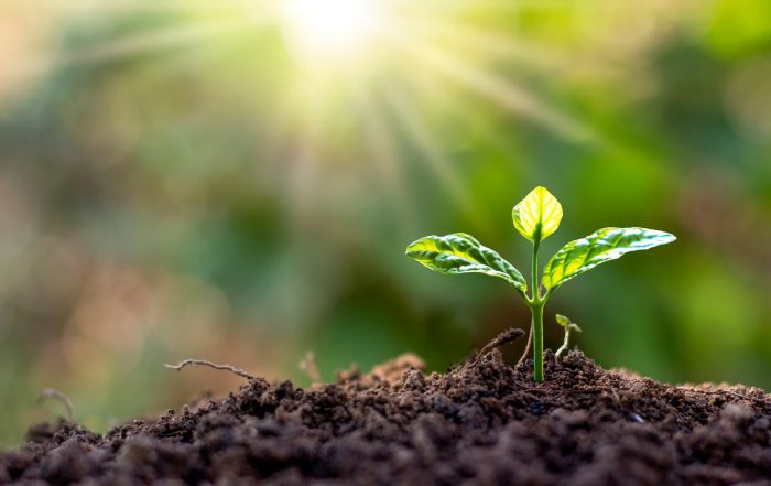 Young Plant Grows Naturally under Morning Sunlight